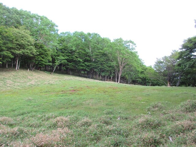 雲取山から飛龍山（大洞山）への登山ルートの間にある狼平
