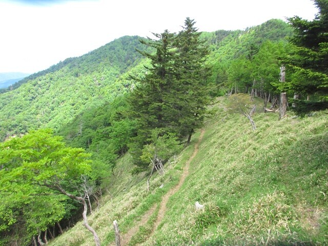 奥秩父主脈縦走路の大常木山と飛龍山のコル
