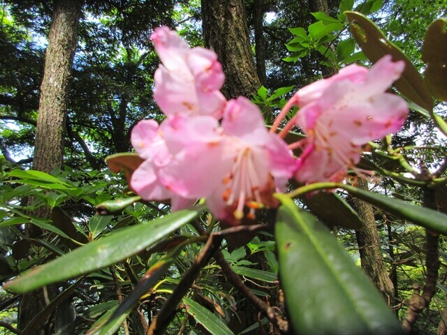 飛龍山のシャクナゲのお花
