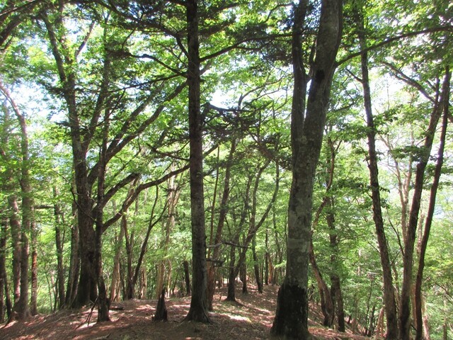 前飛龍山から熊倉山への登山ルート詳細