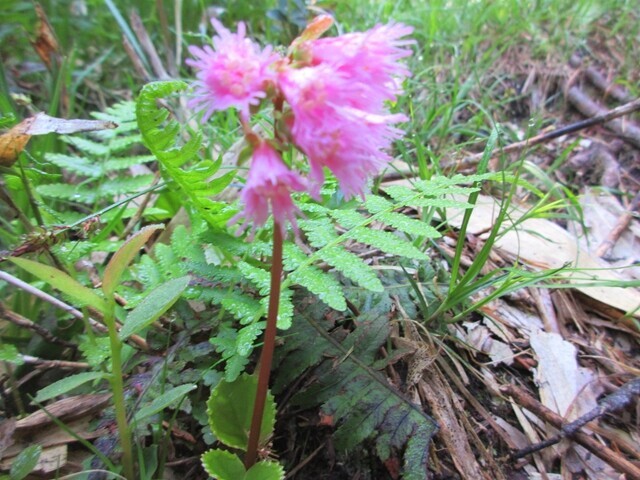 苗場山の登山ルートのイワカガミのお花