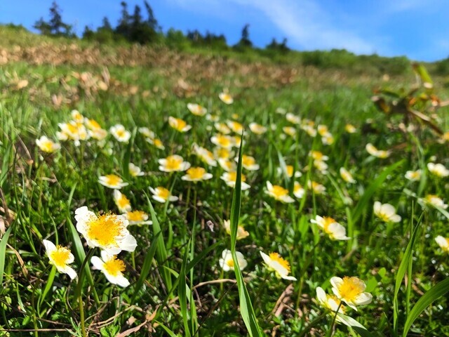 平太郎尾根は苗場山の北斜面にある登山ルートなので気温や残雪の解け具合が遅くチングルマの花が咲いていた