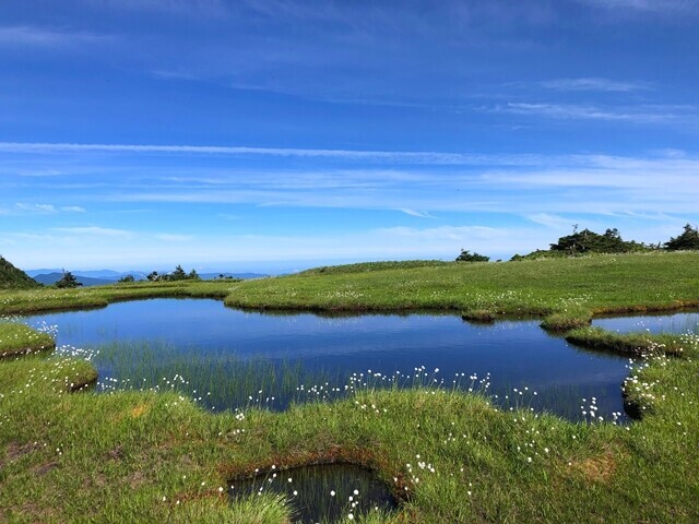 苗場山のワタスゲと池塘とのコラボレーション