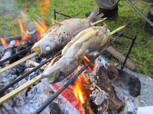 高ボッチ高原で行った焚き火で魚を焼いている時間
