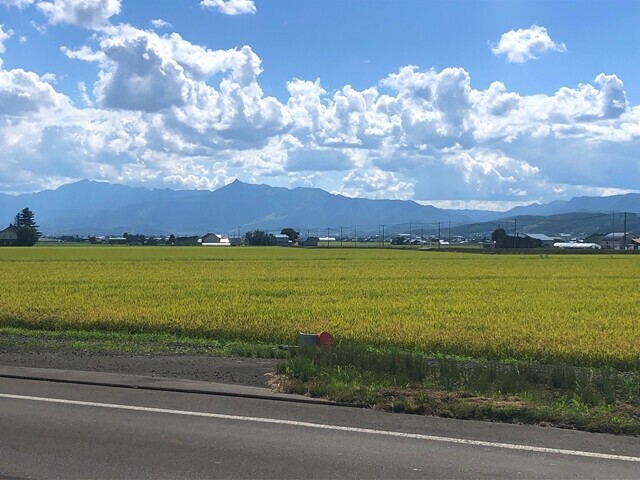 星に手が届く丘キャンプ場の田んぼの景色