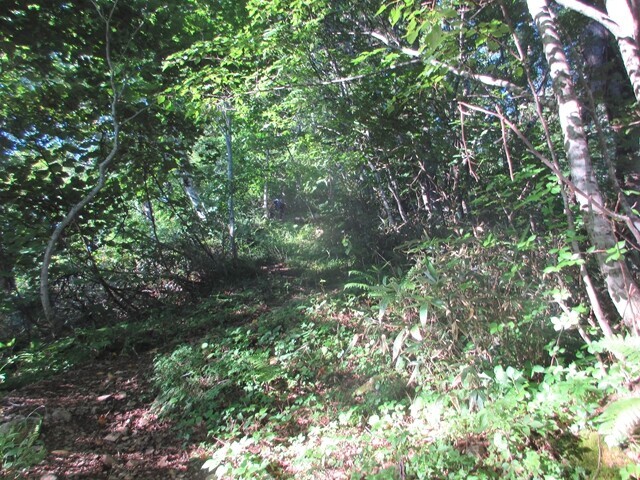 芦別岳新道コースの様子