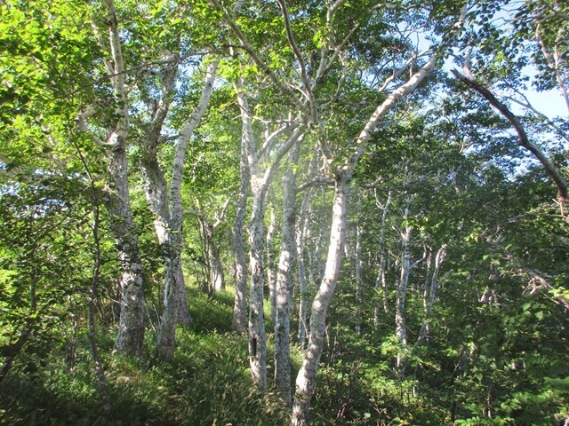 半面山周辺の登山ルートの様子