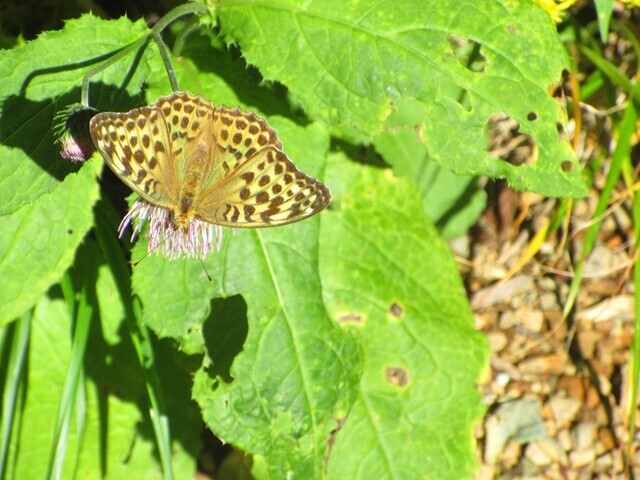 芦別岳熊の沼周辺の蝶々とお花