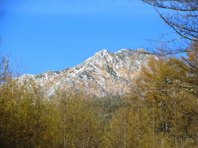 落葉松の紅葉の先に目指す赤岳の山頂を遠望
