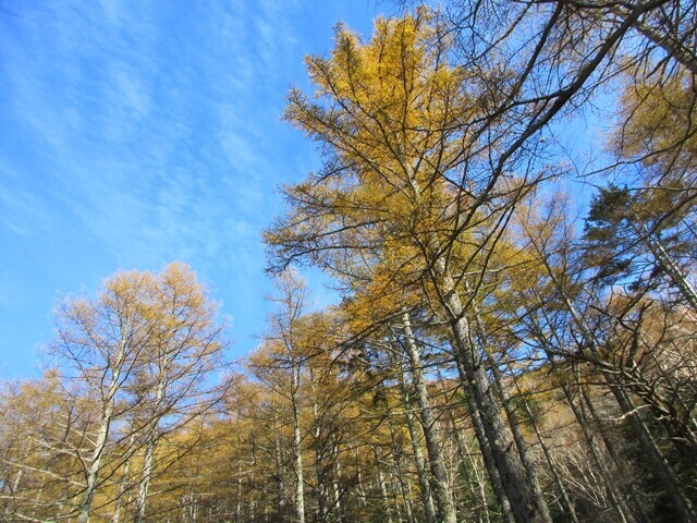 県界尾根の紅葉