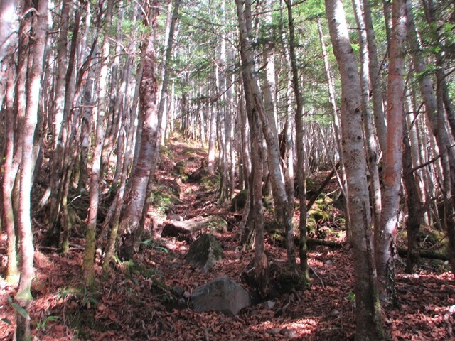 県界尾根の小天狗までの登山ルート詳細