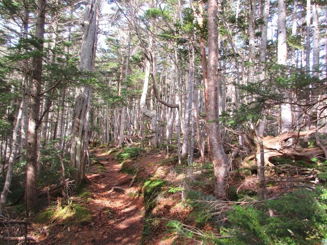 県界尾根の小天狗から大天狗までの登山ルート