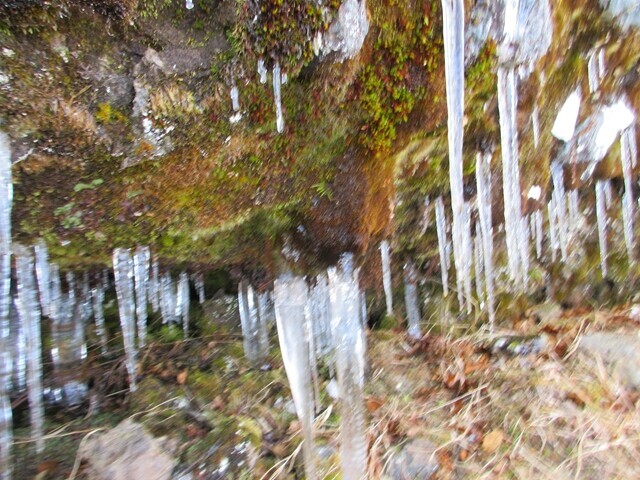 県界尾根の核心部にあったツララの様子