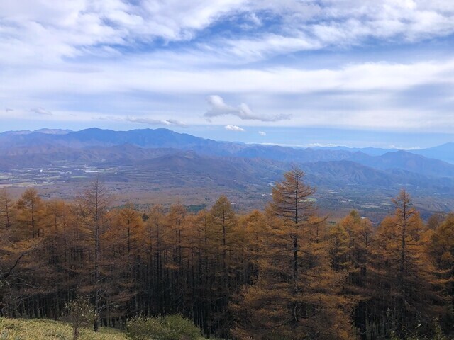 真教寺尾根から美し森への登山ルート上の落葉松の紅葉