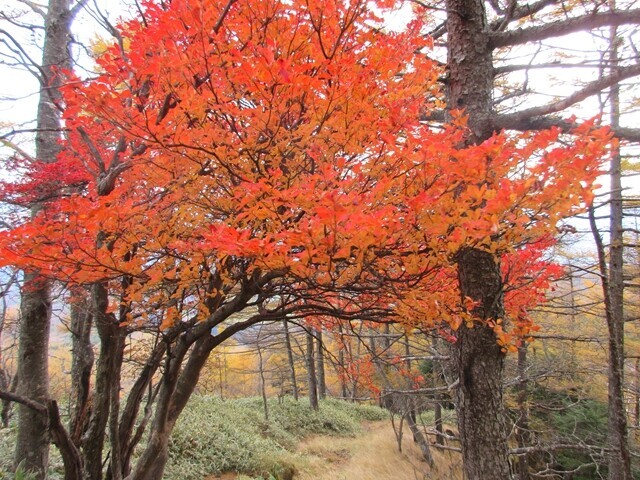真教寺尾根の紅葉の見頃