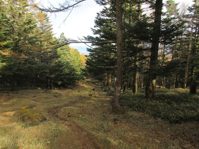 スキー場分岐から羽衣池までの登山ルート様子