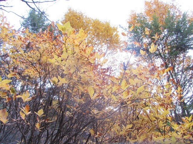 立場高原周辺の紅葉