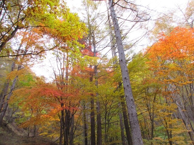 栗生登山口周辺の紅葉