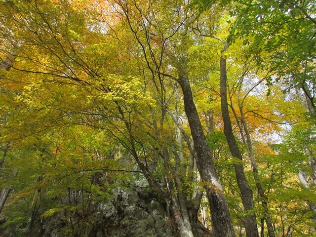 御座山は黄色の紅葉が多い様子