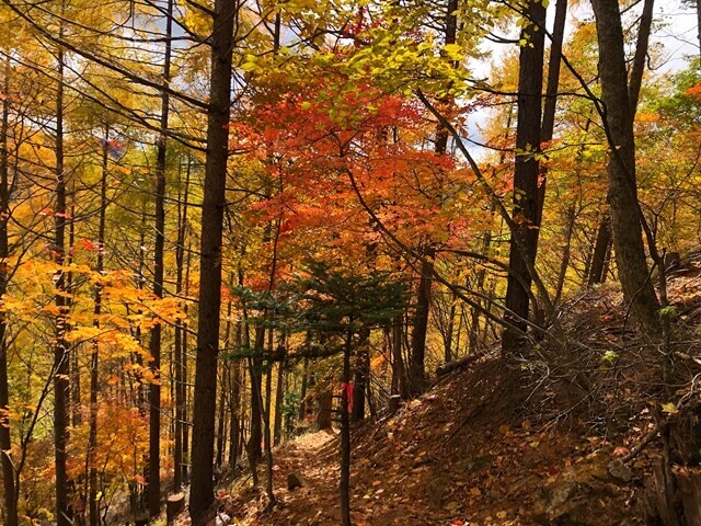 御座山の紅葉を楽しみながら下山開始の様子