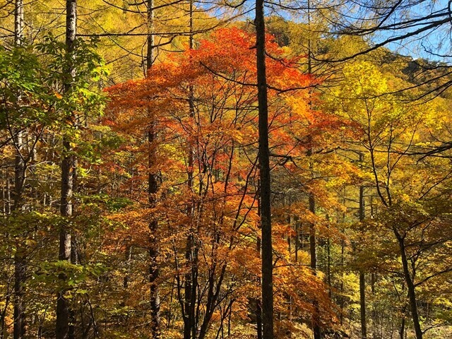 御座山の紅葉が最盛期の様子