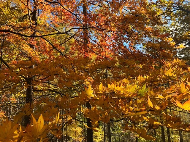 御座山の下山の紅葉と天気