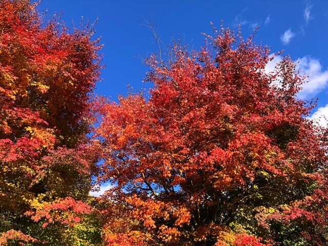 犬ころの滝の紅葉