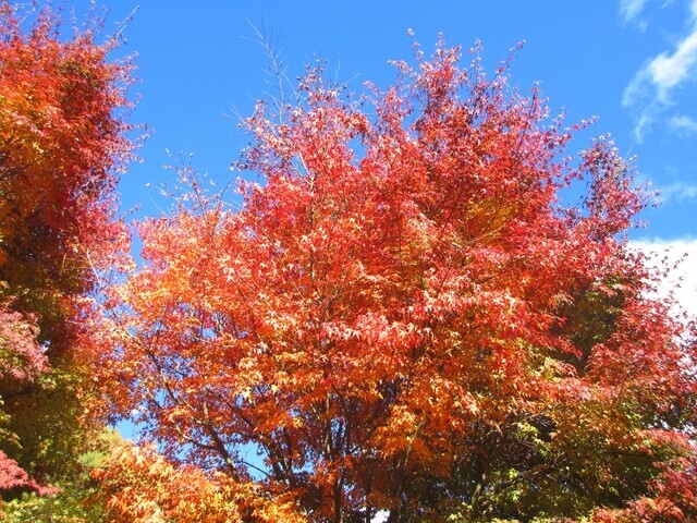 犬ころの滝の周辺の紅葉