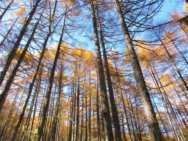 七面山の落葉松の紅葉