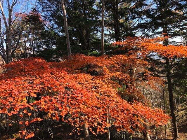 七面山大崩れ周辺の紅葉