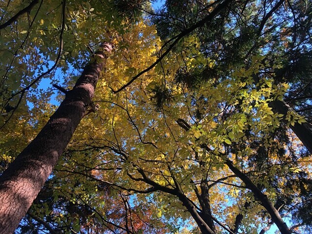 七面山の紅葉