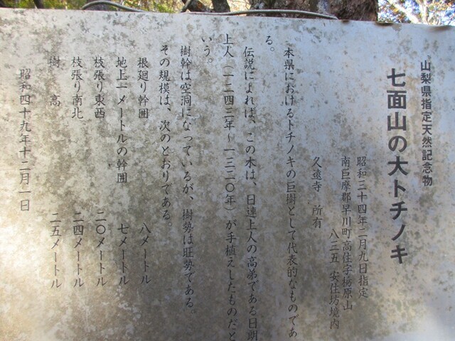 七面山の大トチノ木の説明書き詳細