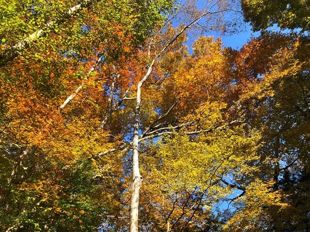 安住坊周辺の紅葉