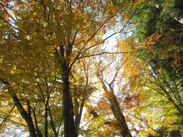 明浄坊周辺の黄色い紅葉の様子