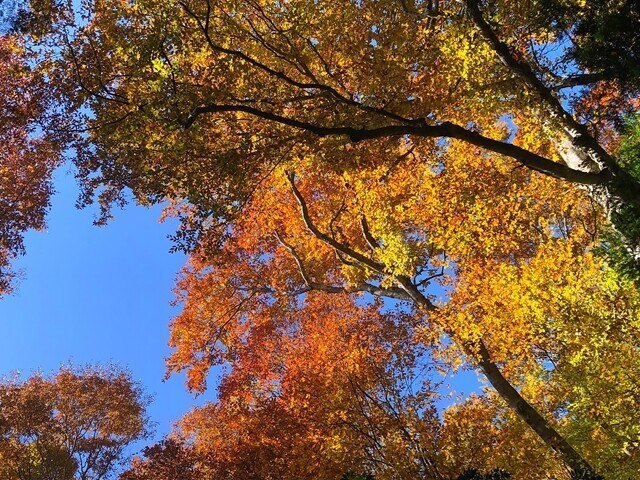 七面山の紅葉も素晴らしい色付きの様子
