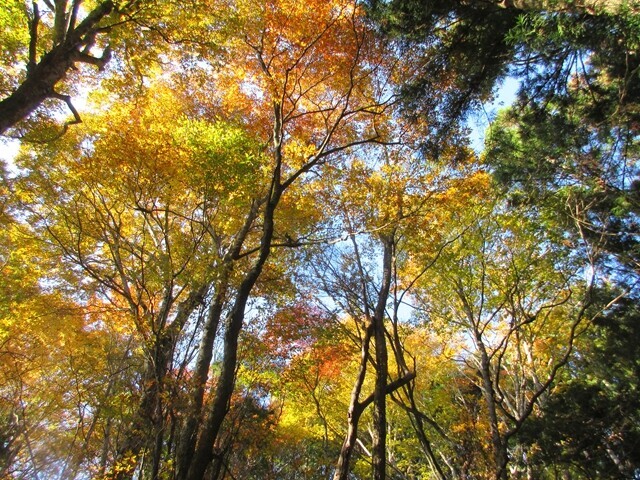 ベンチに座りながら七面山北参道（裏参道）の紅葉を楽しんでいる様子