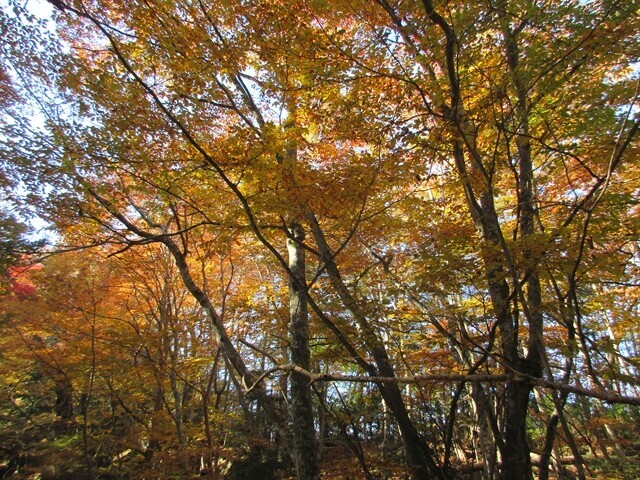美しい七面山の黄色い紅葉の木々