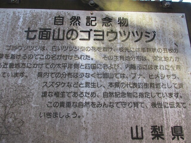 七面山のゴヨウツツジの案内板