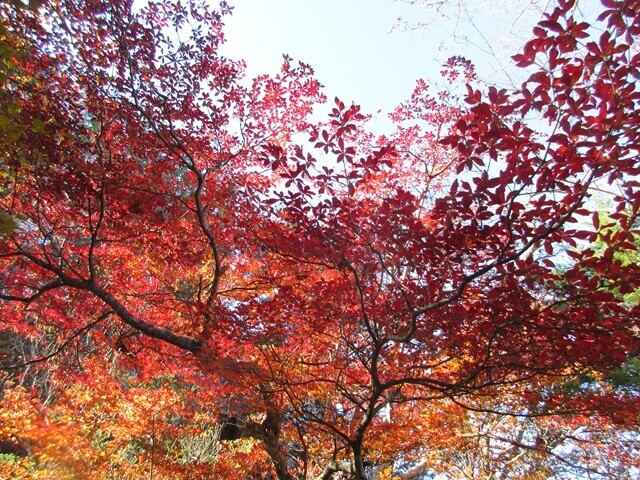 美しく紅葉していた七面山のゴヨウツツジの様子