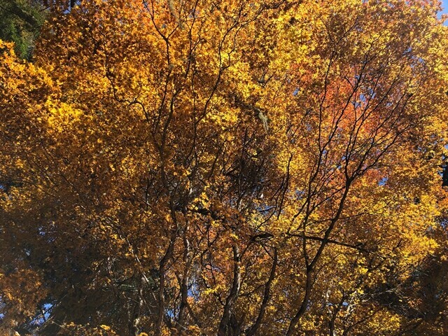 七面山雨畑参道までの紅葉の景色