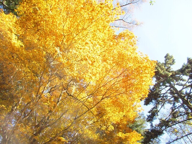 七面山の黄色の紅葉