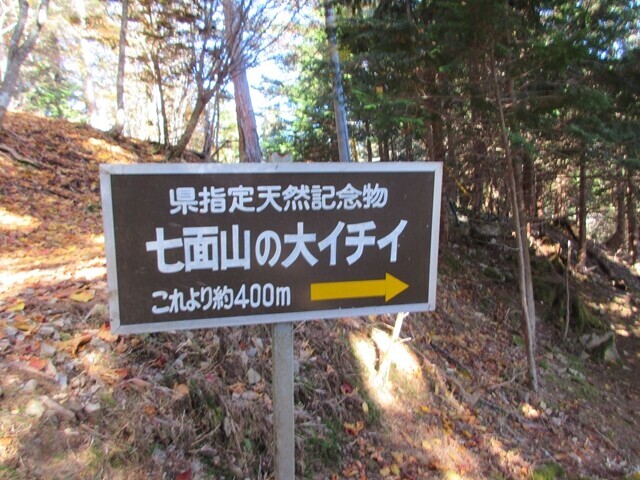 七面山の御神木である大イチイの案内