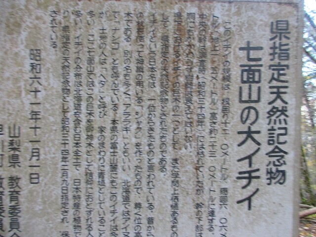 七面山の御神木の案内板