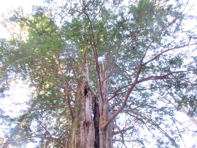七面山の御神木