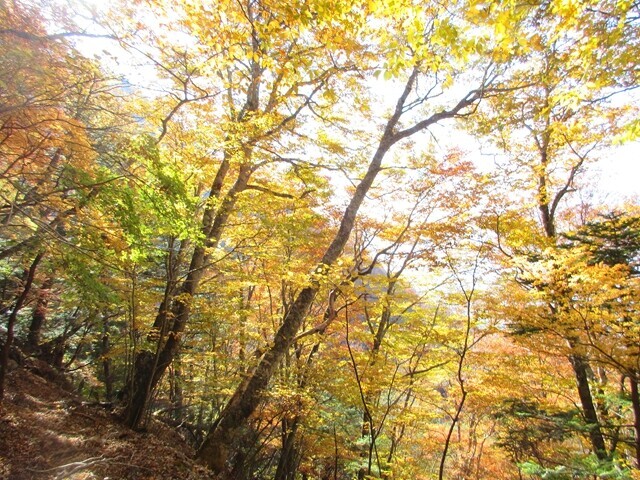 七面山雨畑参道の紅葉と滑落注意箇所