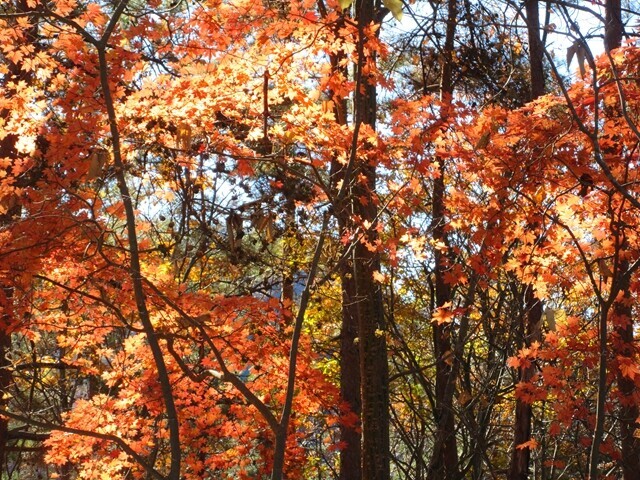 源次郎岳の紅葉が一際輝いていた様子