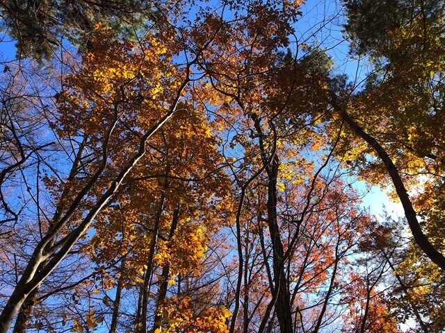 源次郎岳の紅葉を独り占め