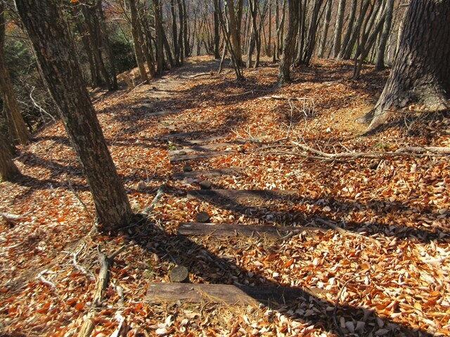 大天狗山から大志戸木の実の里森林公園への分岐 