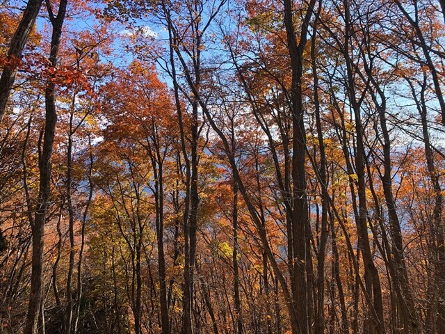 大天狗山周辺の紅葉 