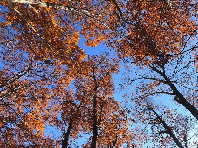 大天狗山周辺の見ごろな紅葉 